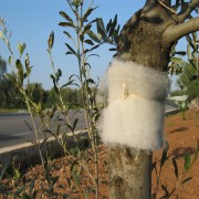 RINCOTRAP CONFEZIONE SINGOLA SOTTOVUOTO 15 cm x 2 cm x 20 mt - immagine 2