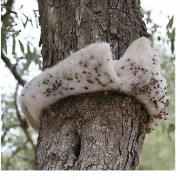 RINCOTRAP CONFEZIONE SINGOLA SOTTOVUOTO 15 cm x 2 cm x 20 mt - immagine 3