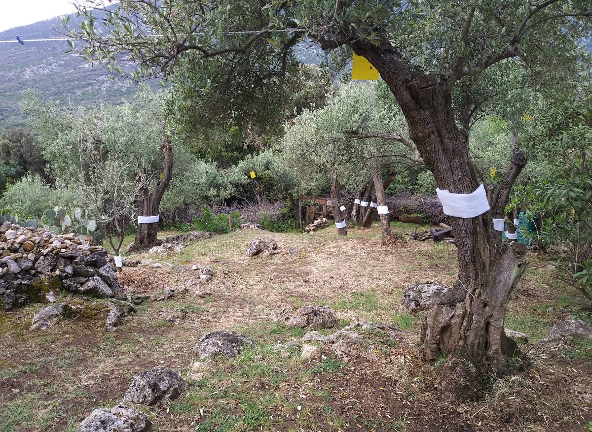 RINCOTRAP CONFEZIONE SINGOLA SOTTOVUOTO 15 cm x 2 cm x 20 mt - immagine 5