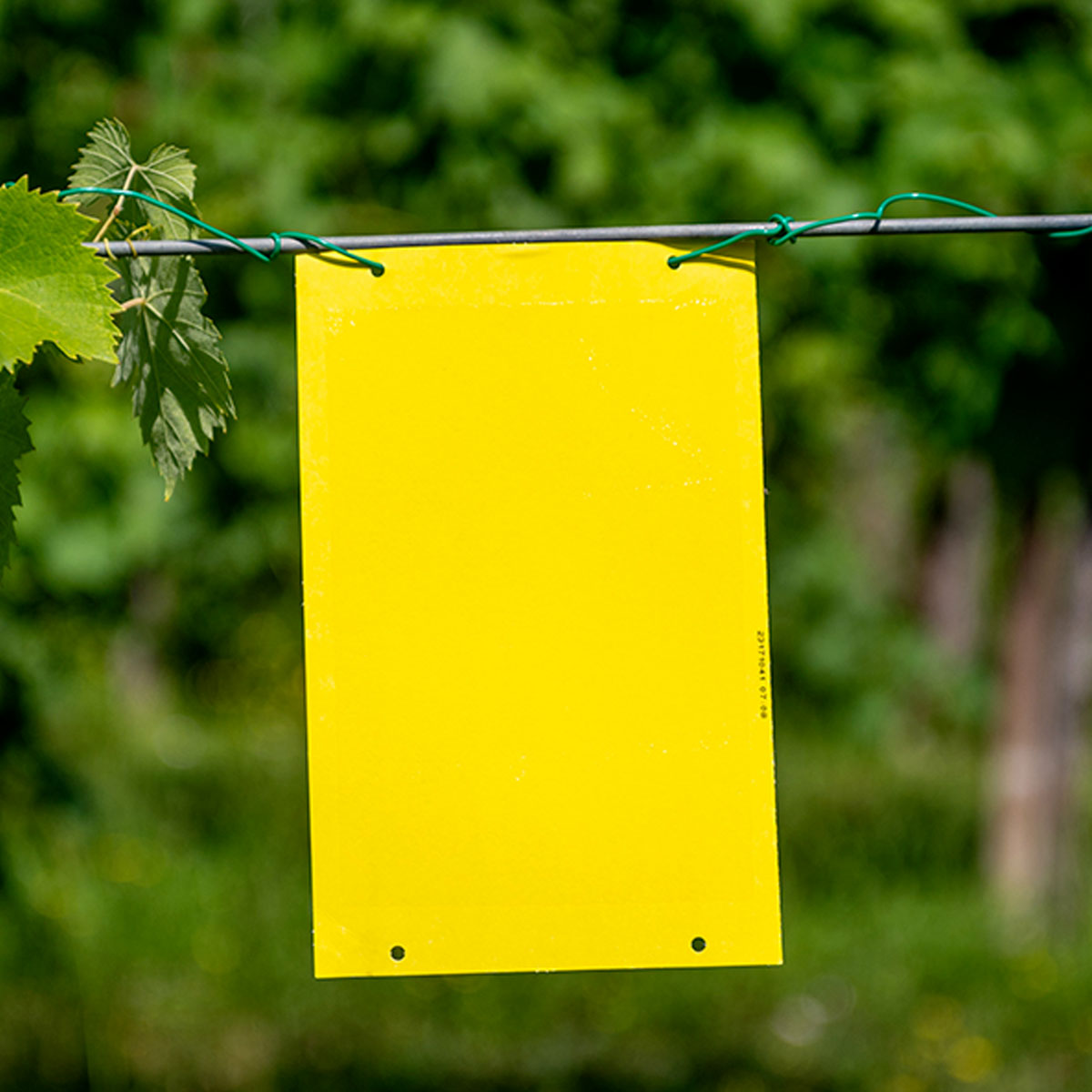 TRAPPOLA CROMOTROPICA ADESIVA PER MOSCA, MOSCERINO E CICALINE (10 PZ) - immagine 3