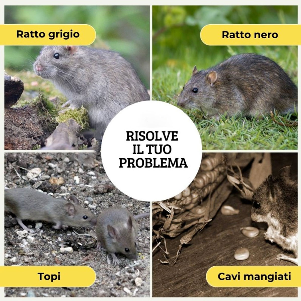 RODENTICIDA IN GRANO ROSSO 1,5 KG - 3 BUSTE DA 500 GRAMMI - immagine 4