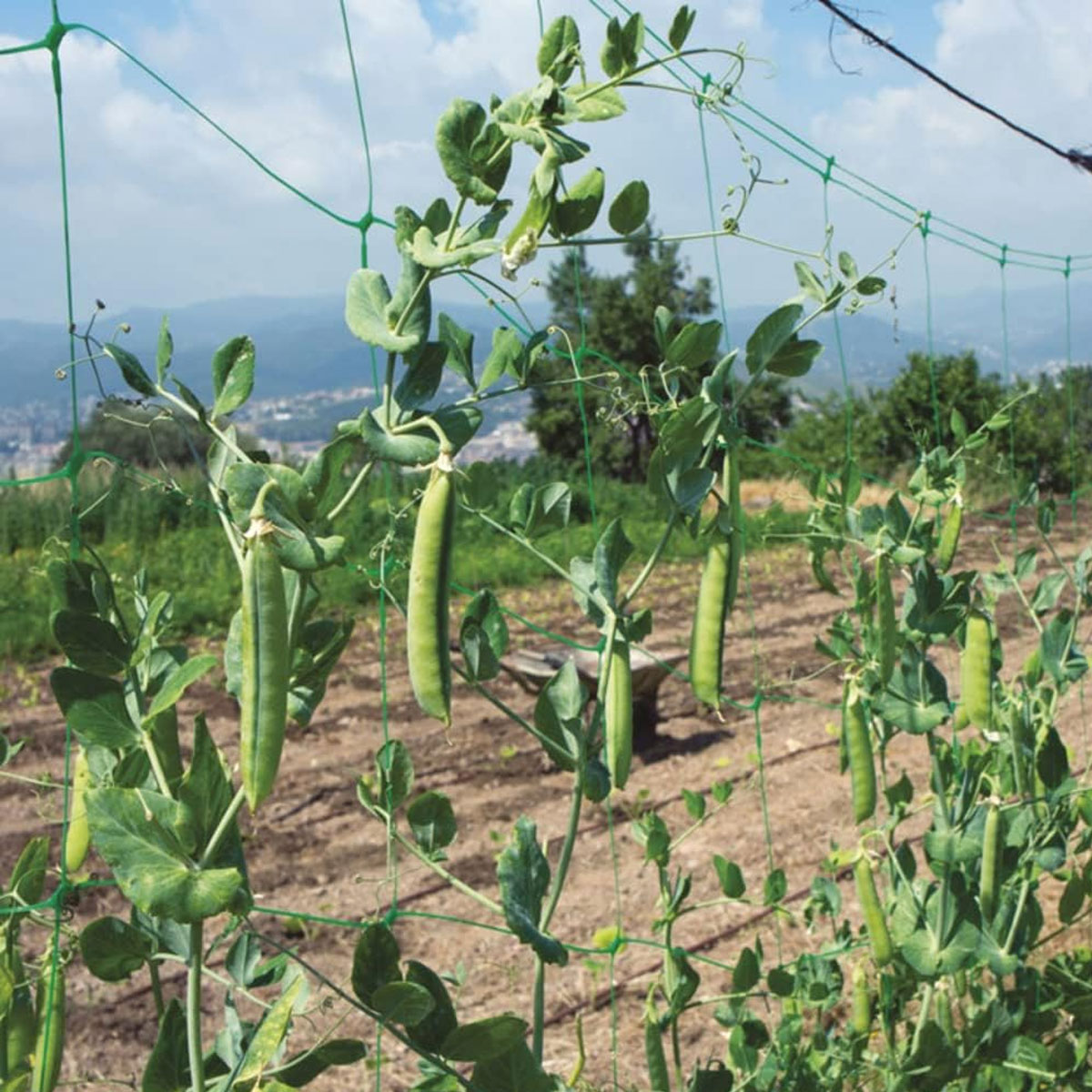 RETE SOSTEGNO RAMPICANTI PER ORTAGGI 2,0 x 10 ml. - immagine 4