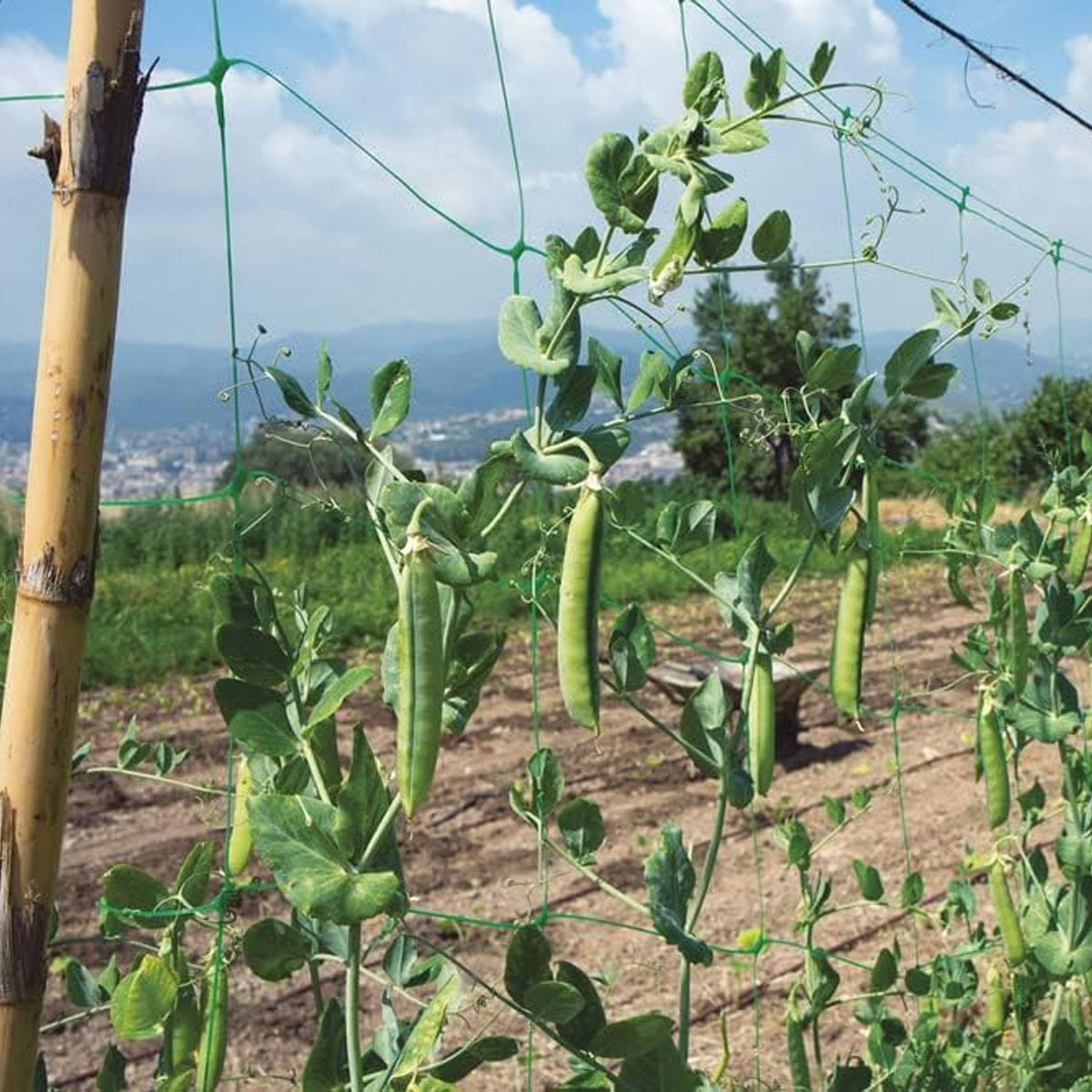 RETE SOSTEGNO RAMPICANTI PER ORTAGGI 2,0 x 10 ml. - immagine 5