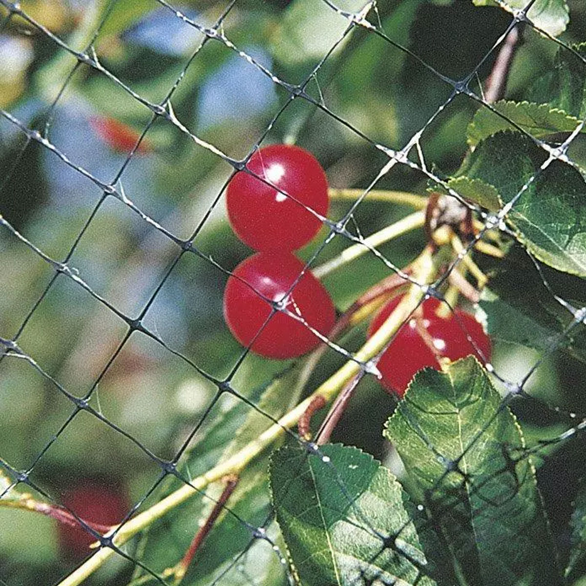 RETE ANTI UCCELLI 4 x 10 ml. - immagine 2